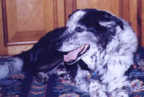 Shane-10.jpg (41581 bytes)